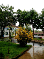 Gió sẽ đưa ta đến nơi cần đến(copy)