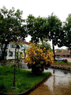 Gió sẽ đưa ta đến nơi cần đến(copy)